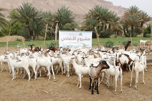 بتمويل من فاعلي خير مؤسسة تاربة التنموية الخيرية تنفذ مشروع الأضاحي لعام 1443 هـ /2022م